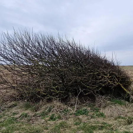 6 Person In Spottrup-by Traum *